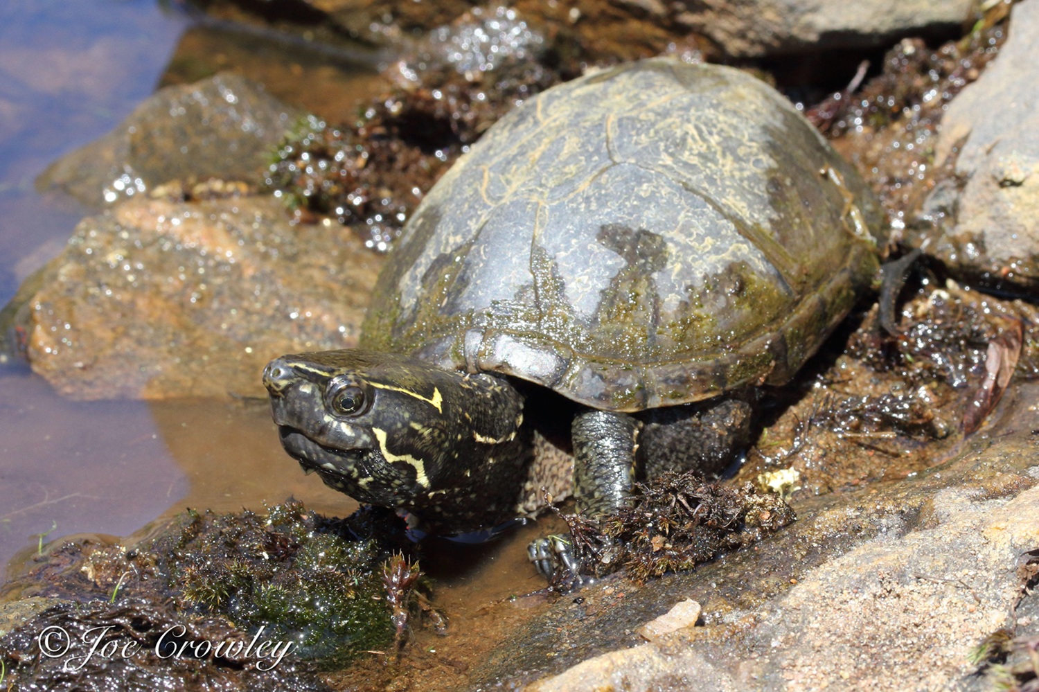 A dark-coloured turtle in shallow water, amongst rocks.