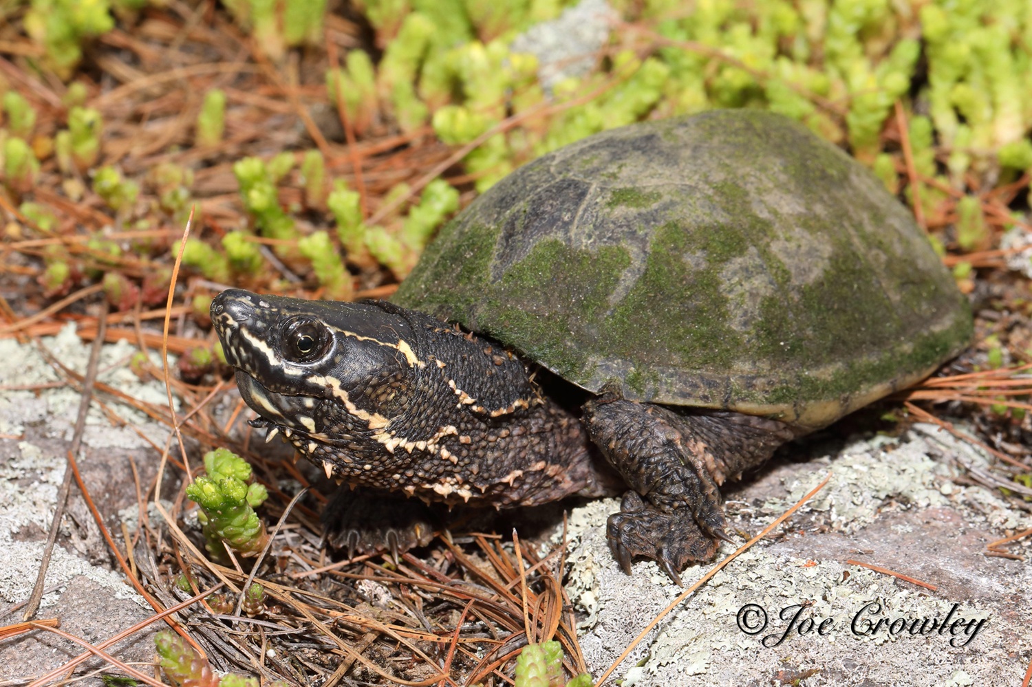 A dark-coloured turtle among rocks and pine needles during the day.