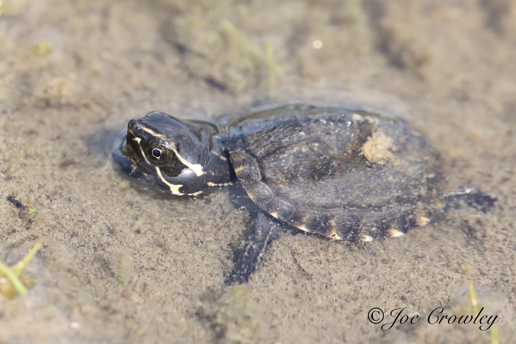 A dark-coloured turtle among rocks and pine needles during the day.