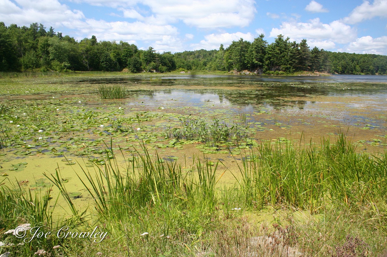 A sheltered bay of a lake with dense emergent and floating vegetation, grassy vegetation in the foreground and a blue sky dotted with clouds in the background.