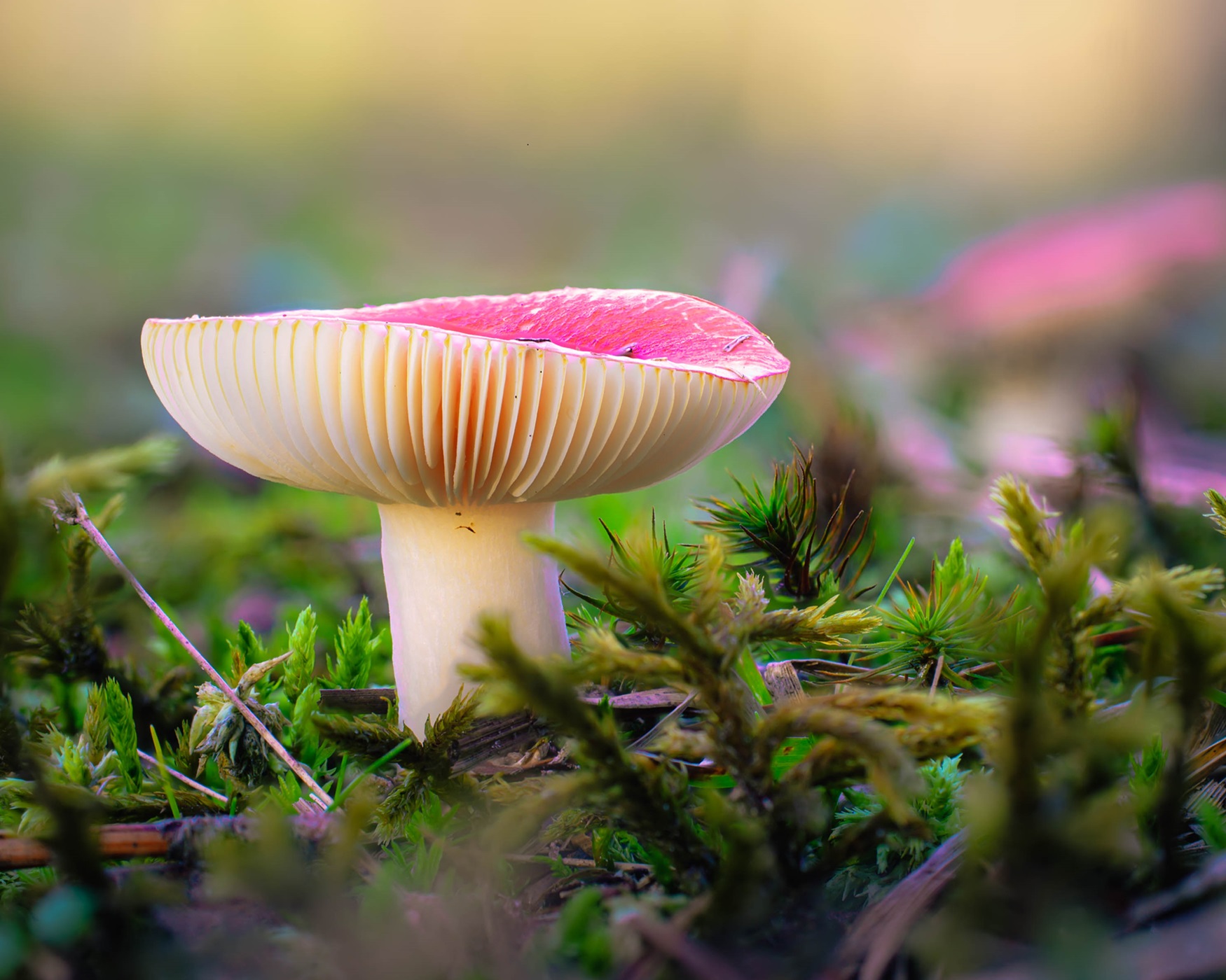 Red mushroom amongst moss.
