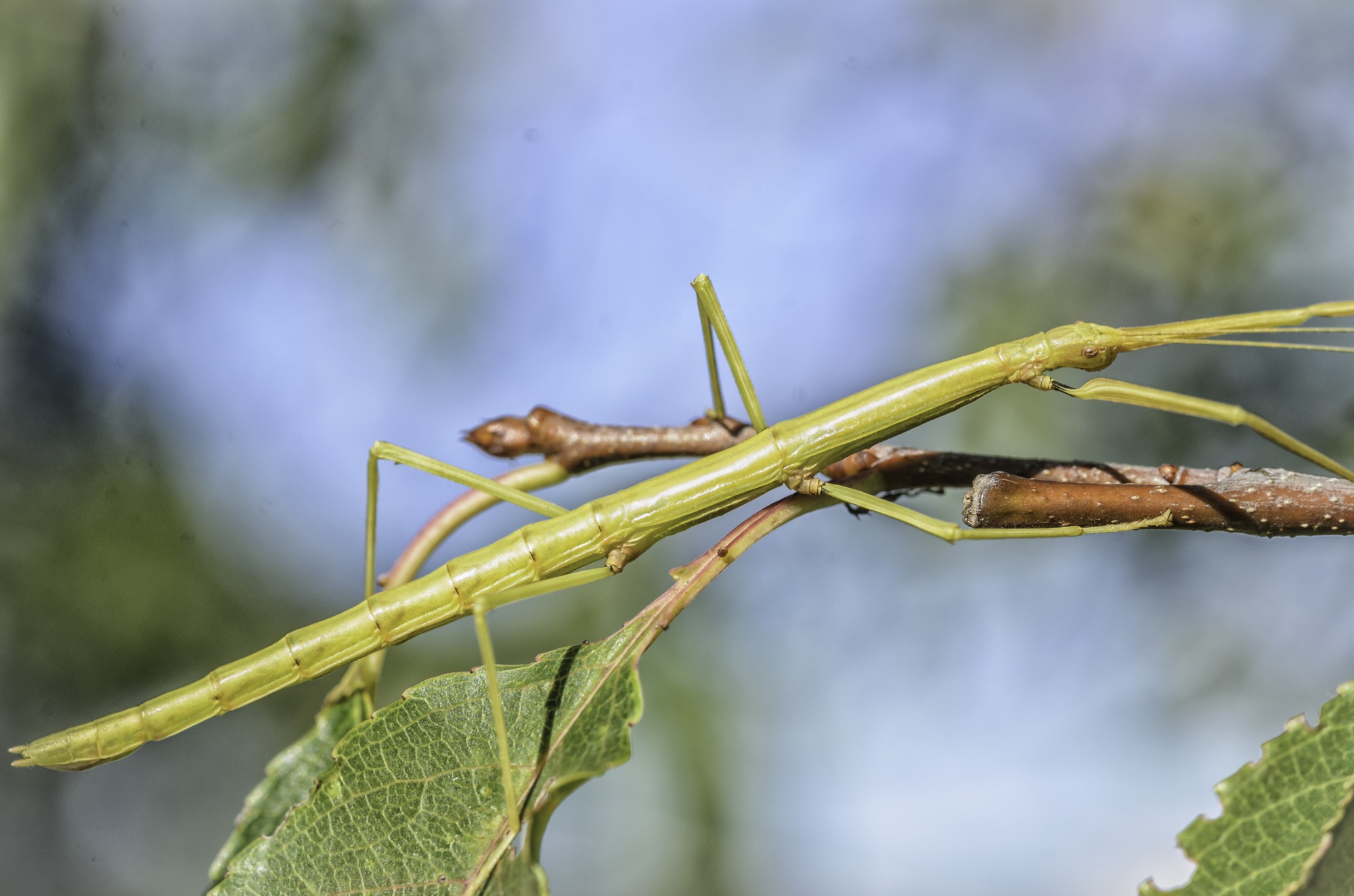 Northern Walkingstick Stick insect on a branch.