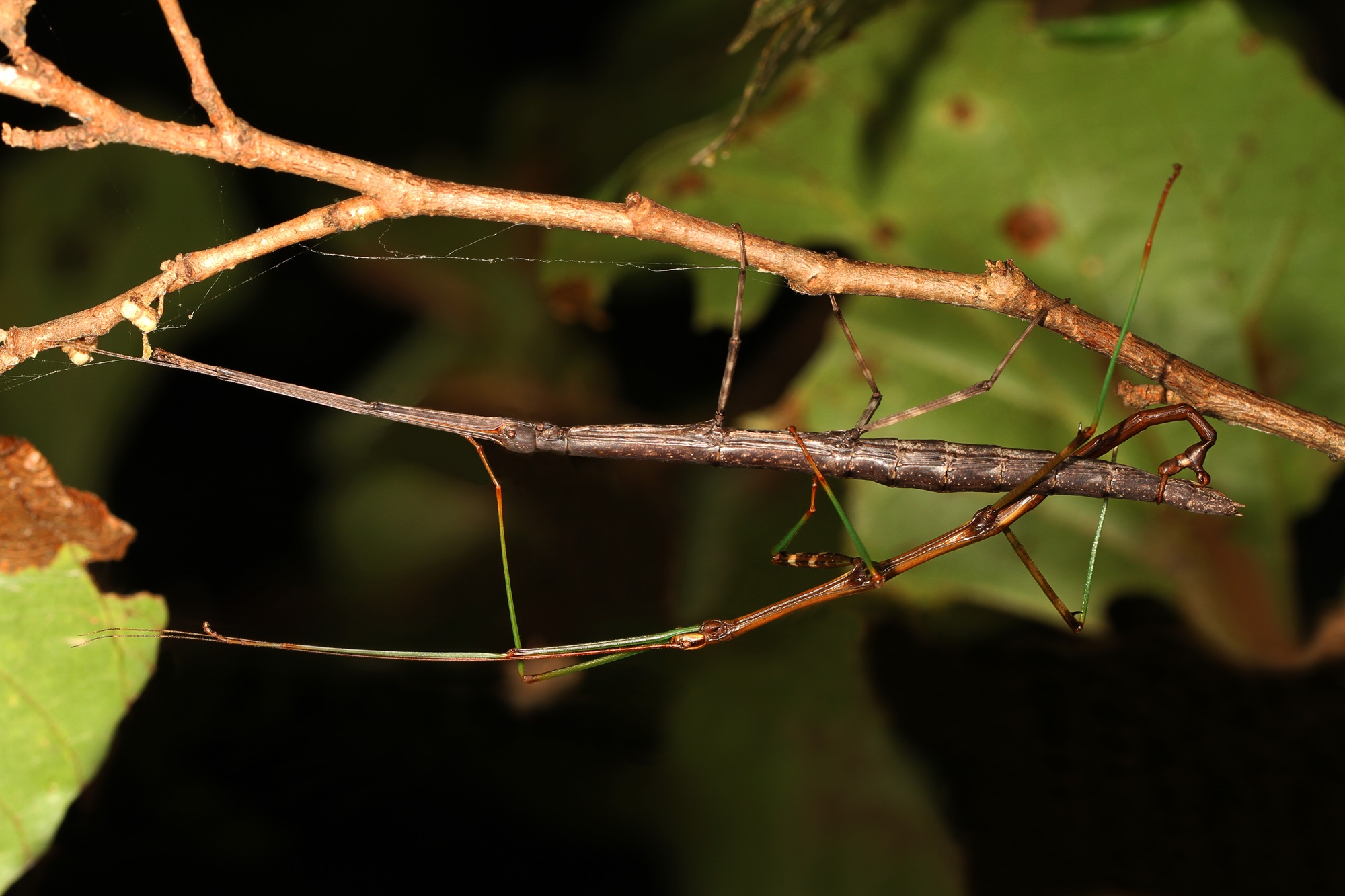 Two Northern Walkingsticks Mating Two stick insects on a branch.