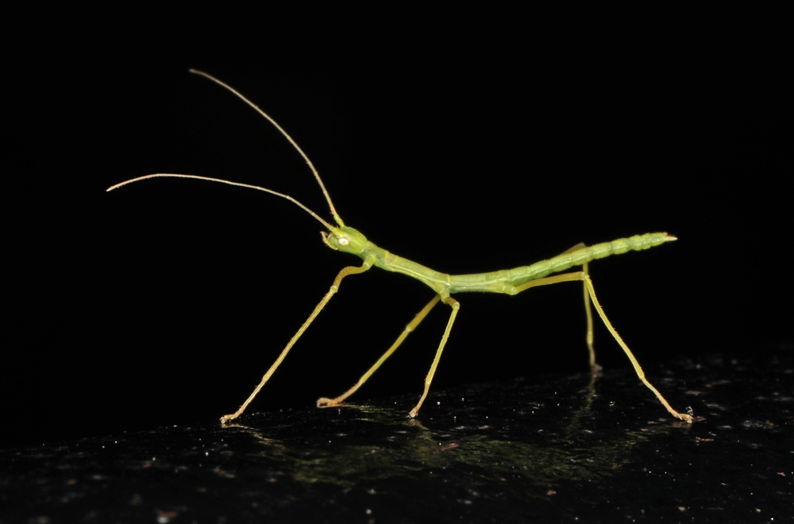 Northern Walkingstick Stick insect against black background.
