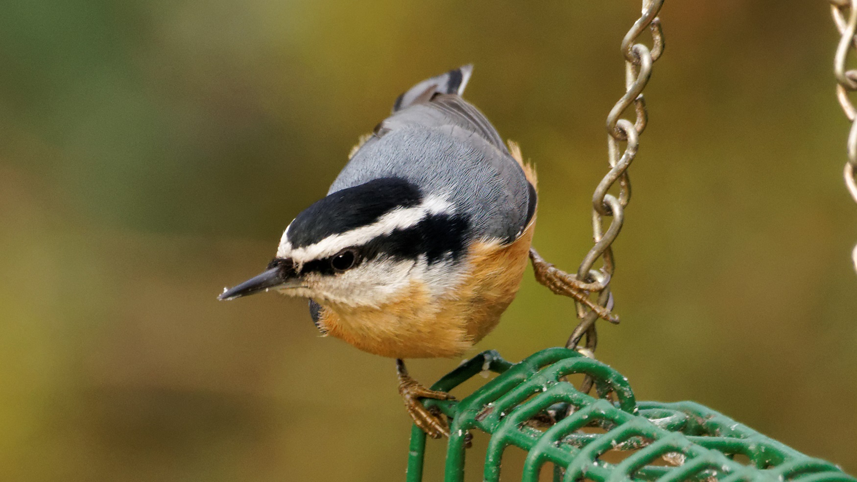 Red-breasted nuthatch on a birdfeeder.