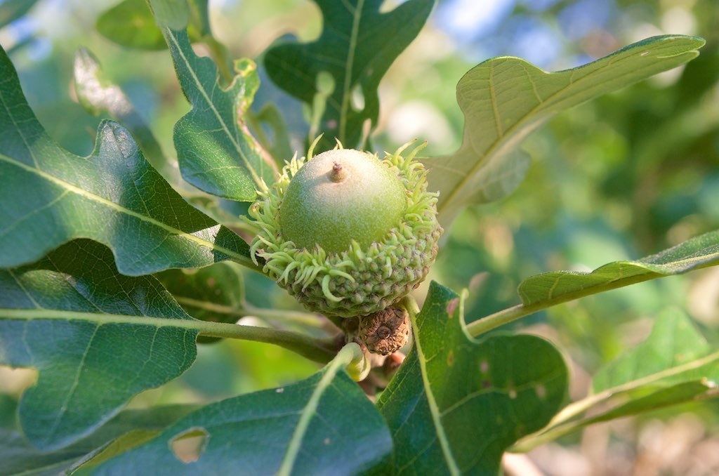 Bur Oak Acorn Bristly bur oak acorn.