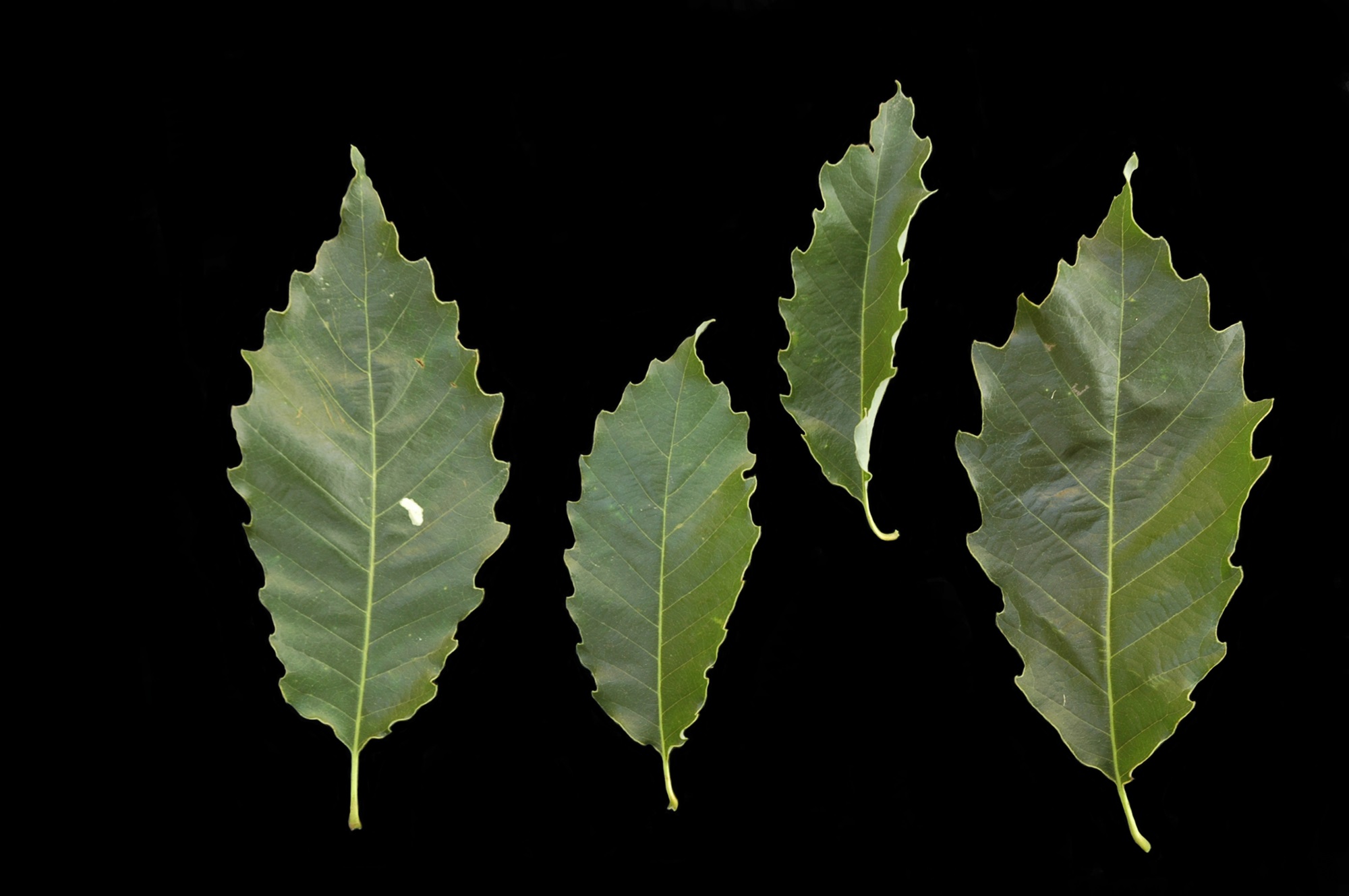 Chinquapin Oak Leaves Four leaves of a chinquapin oak.