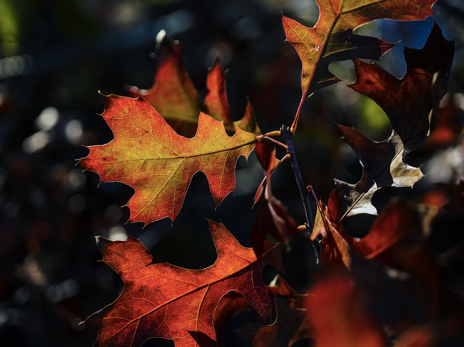 Shumard Oak Leaves Red leaves of a Shumard oak.