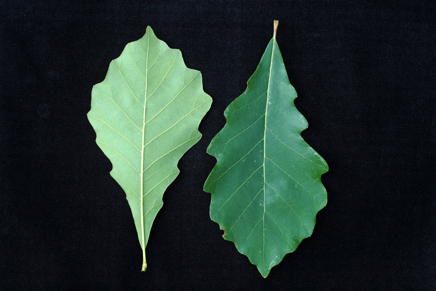 Swamp White Oak Leaves Two leaves of a swamp white oak.