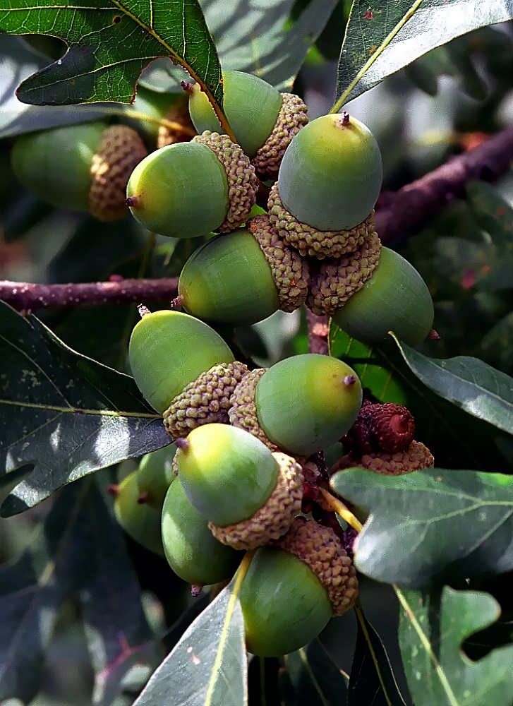 White Oak Acorns Cluster of white oak acorns.