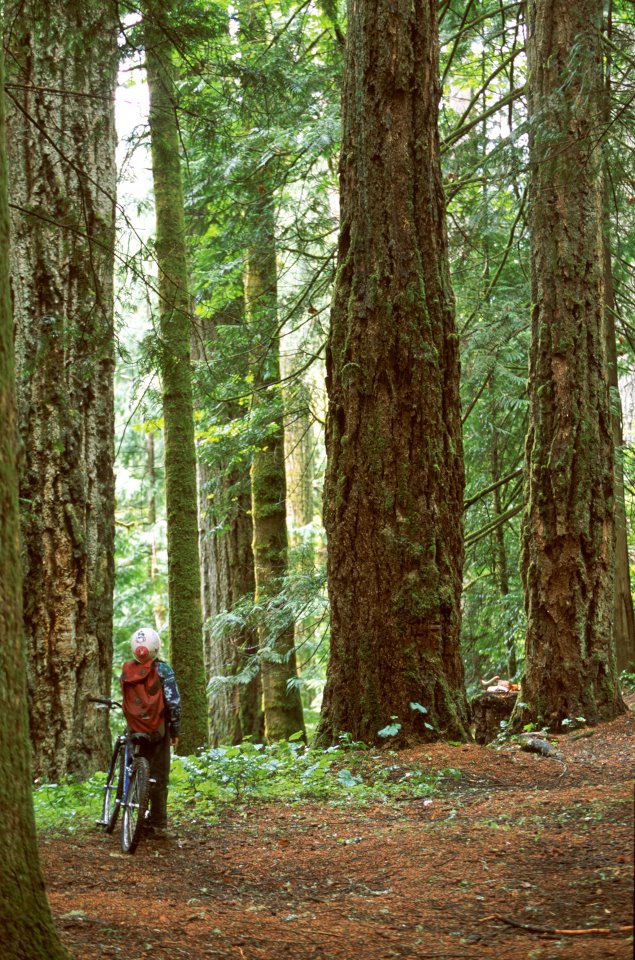 B.C. Old-Growth Forest Large trees with hiker and bicycle in foreground
