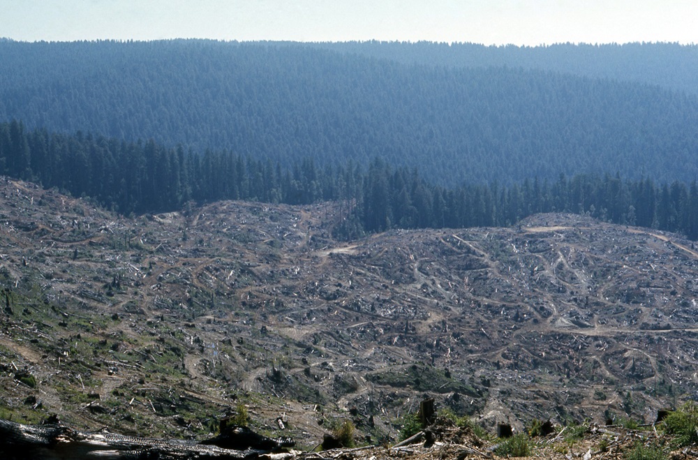 Forest Clear Cut Clear cut on a hillside