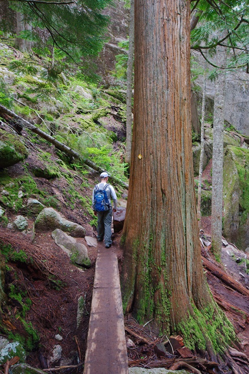 Old-Growth Tree in British Columbia Large tree next to a hiker.