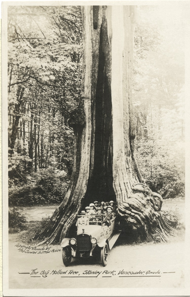 Big Hollow Tree in Stanley Park, British Columbia Big hollow tree with car inside, in black and white