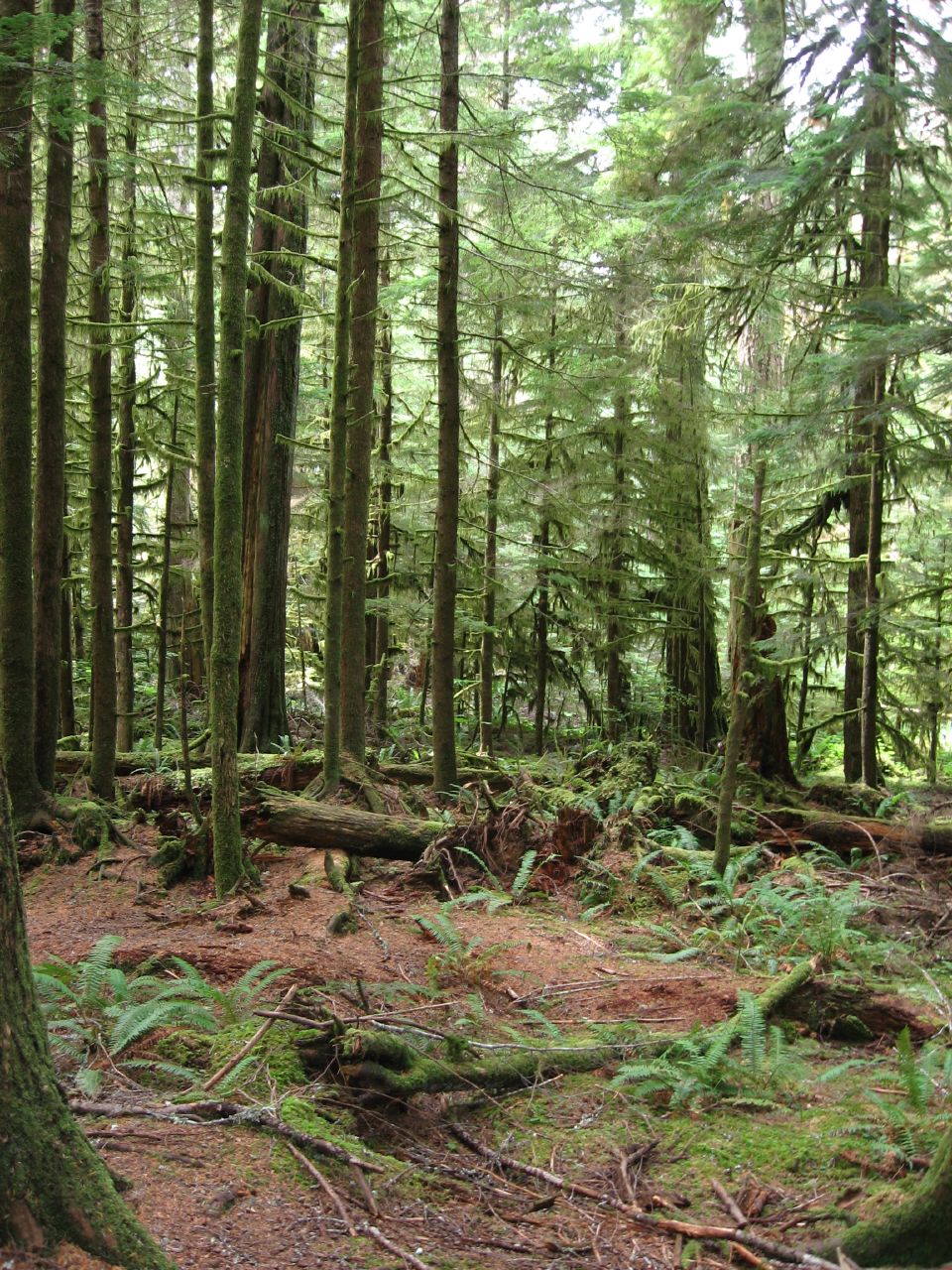 Old-Growth Forest Floor Picture of forest and forest floor.