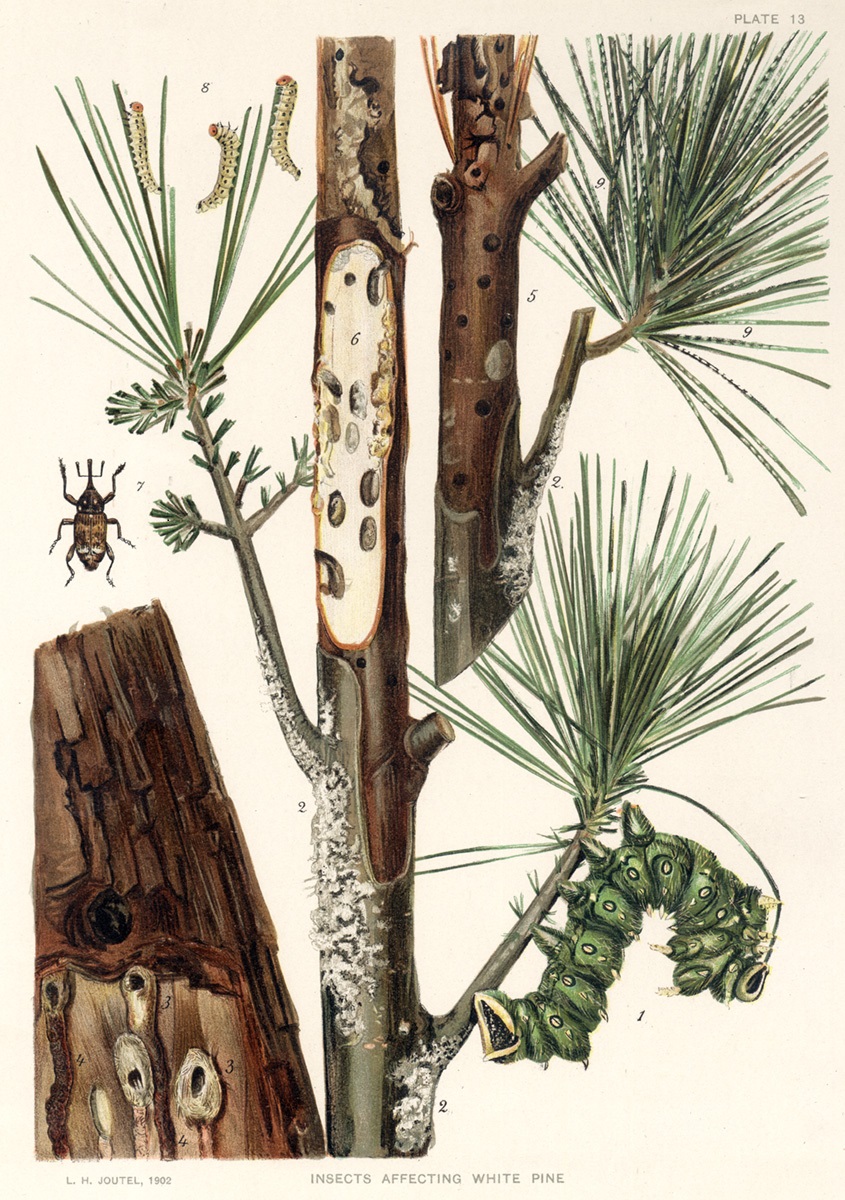 Insects on White Pine Illustration of insects on white pine.