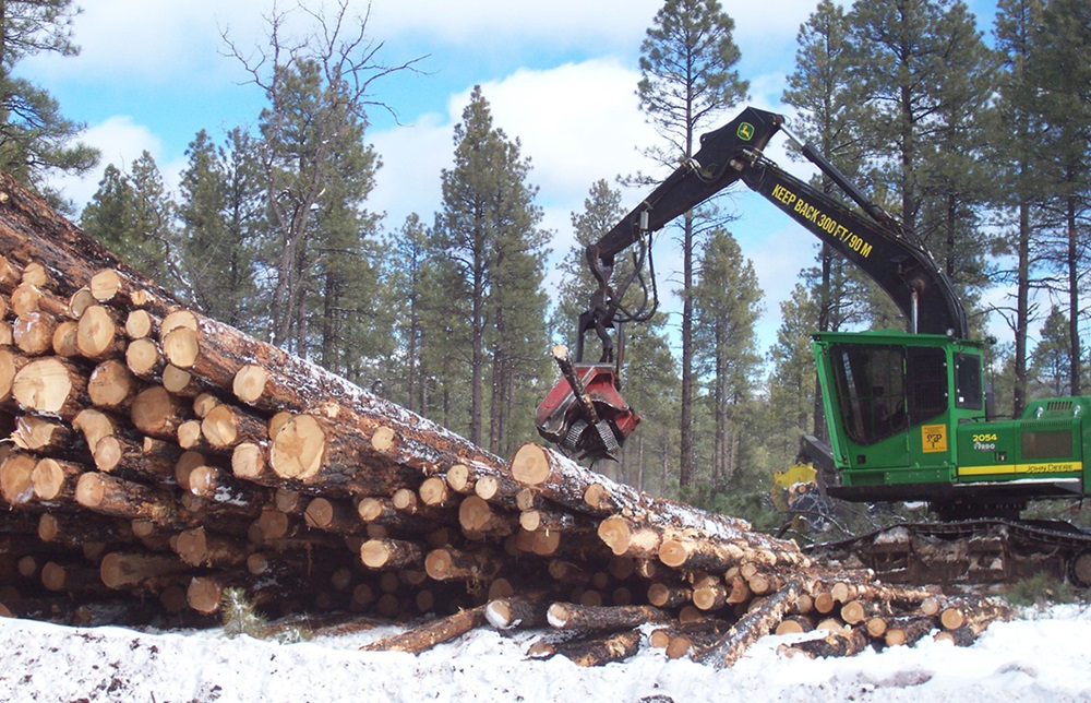 Logging in Pine Forest John Deere forestry machine logging tall pine trees.