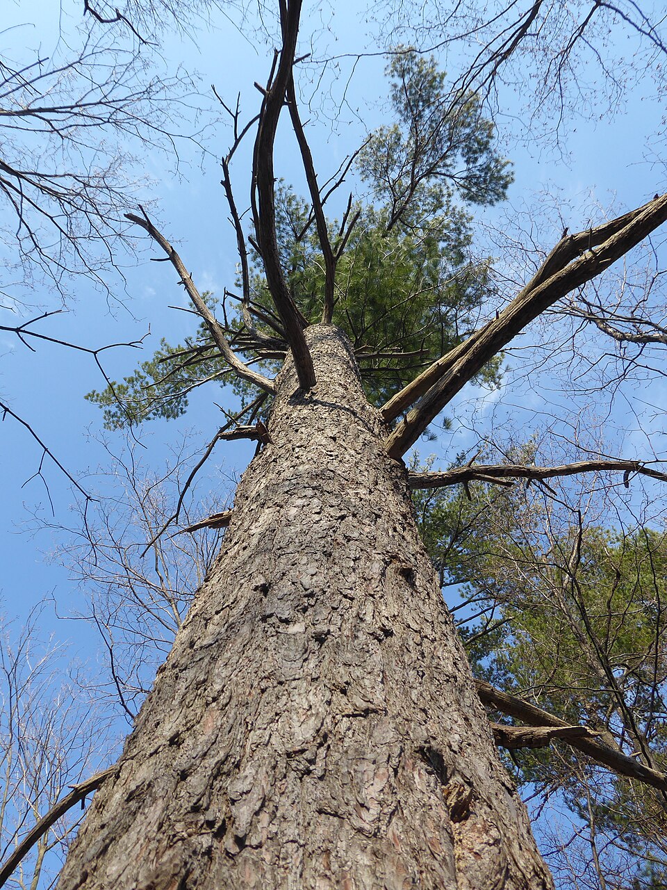Eastern white pine A tall eastern white pine viewed from below, with grey-brown bark and bare lower branches, against a blue sky