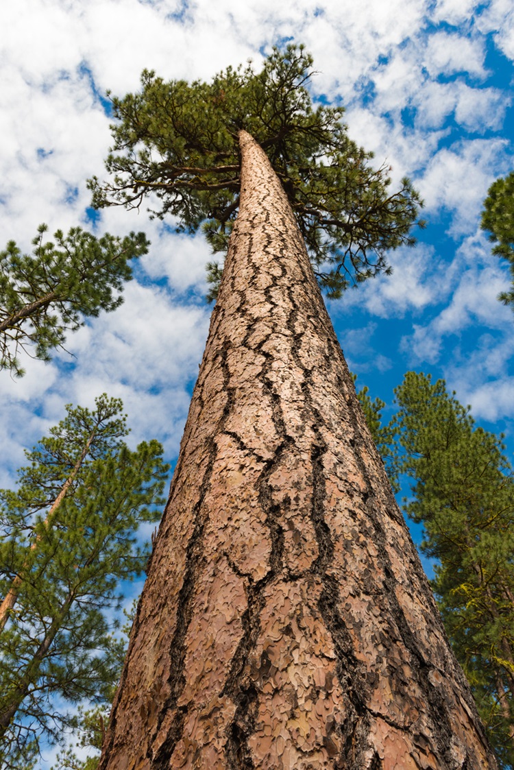 Ponderosa Pine Low-angle photograph of a very tall ponderosa pine.