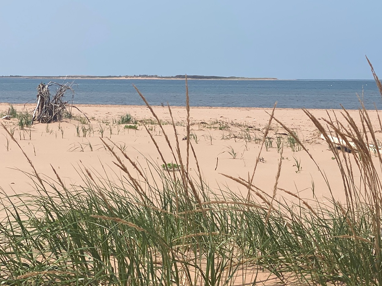 Dunes herbeuses.