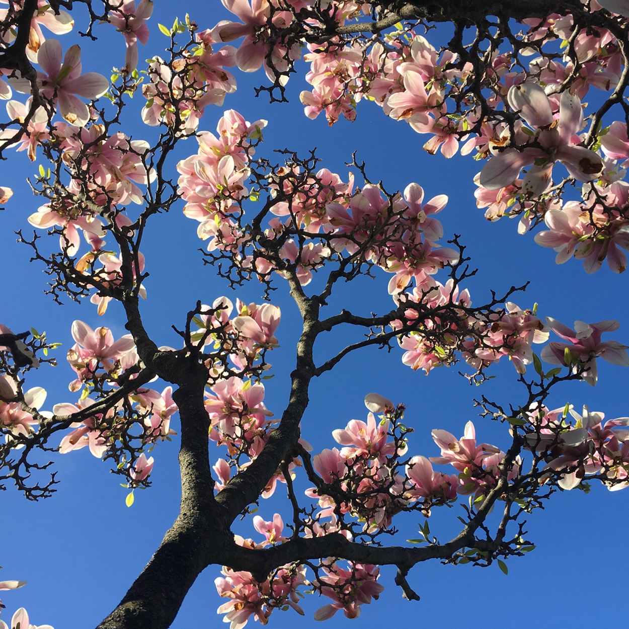 Magnolia en fleurs au printemps
