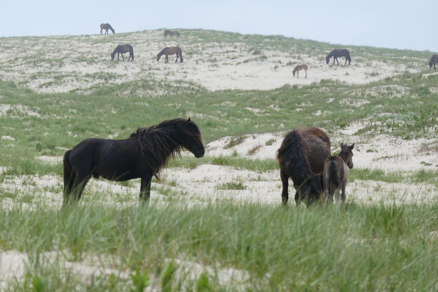 Sable Island Horses Several horses on a windswept shrubby beach.