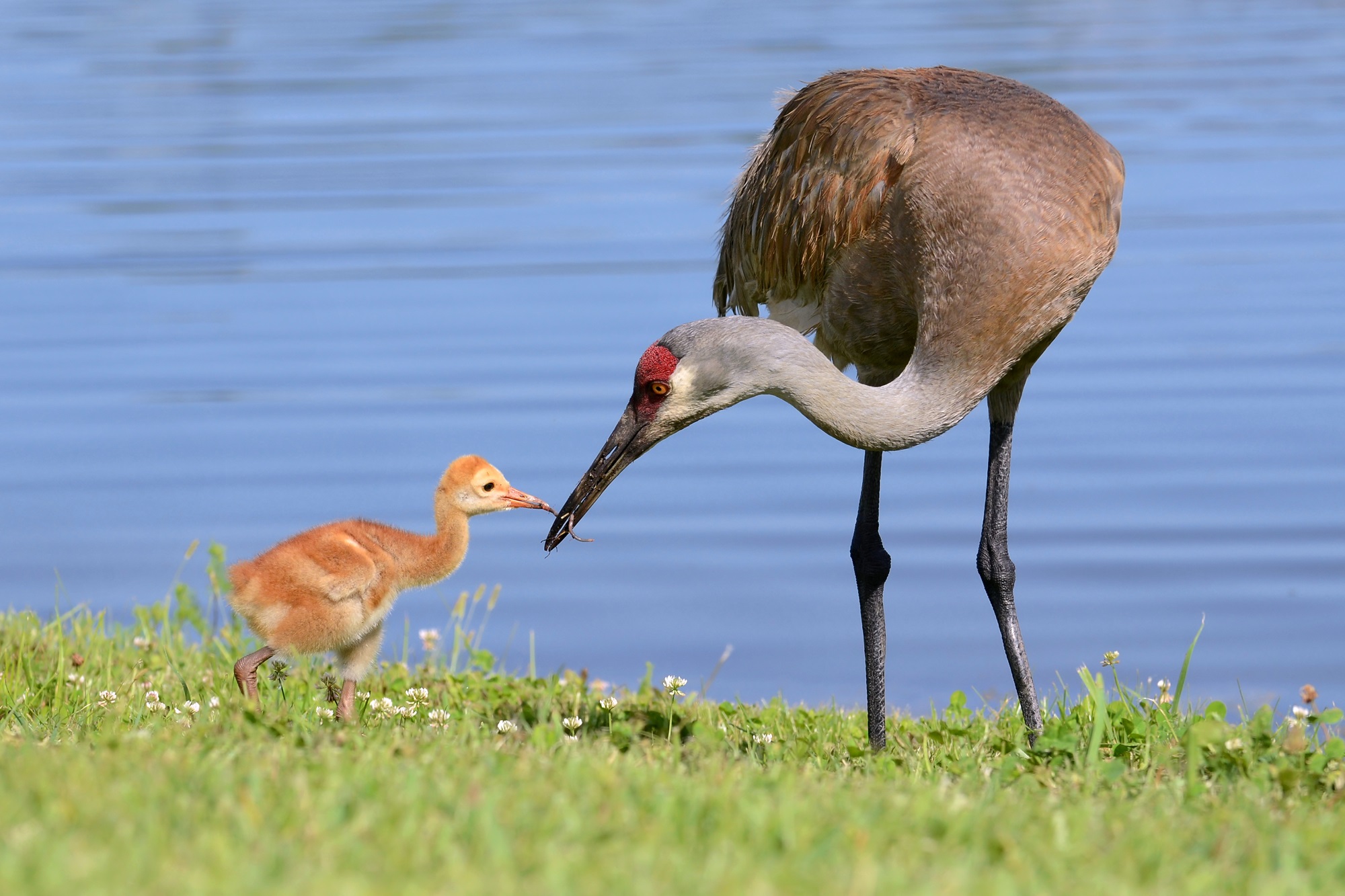 Sandhill Crane with Young Adult sandhill crane feeding a baby crane.