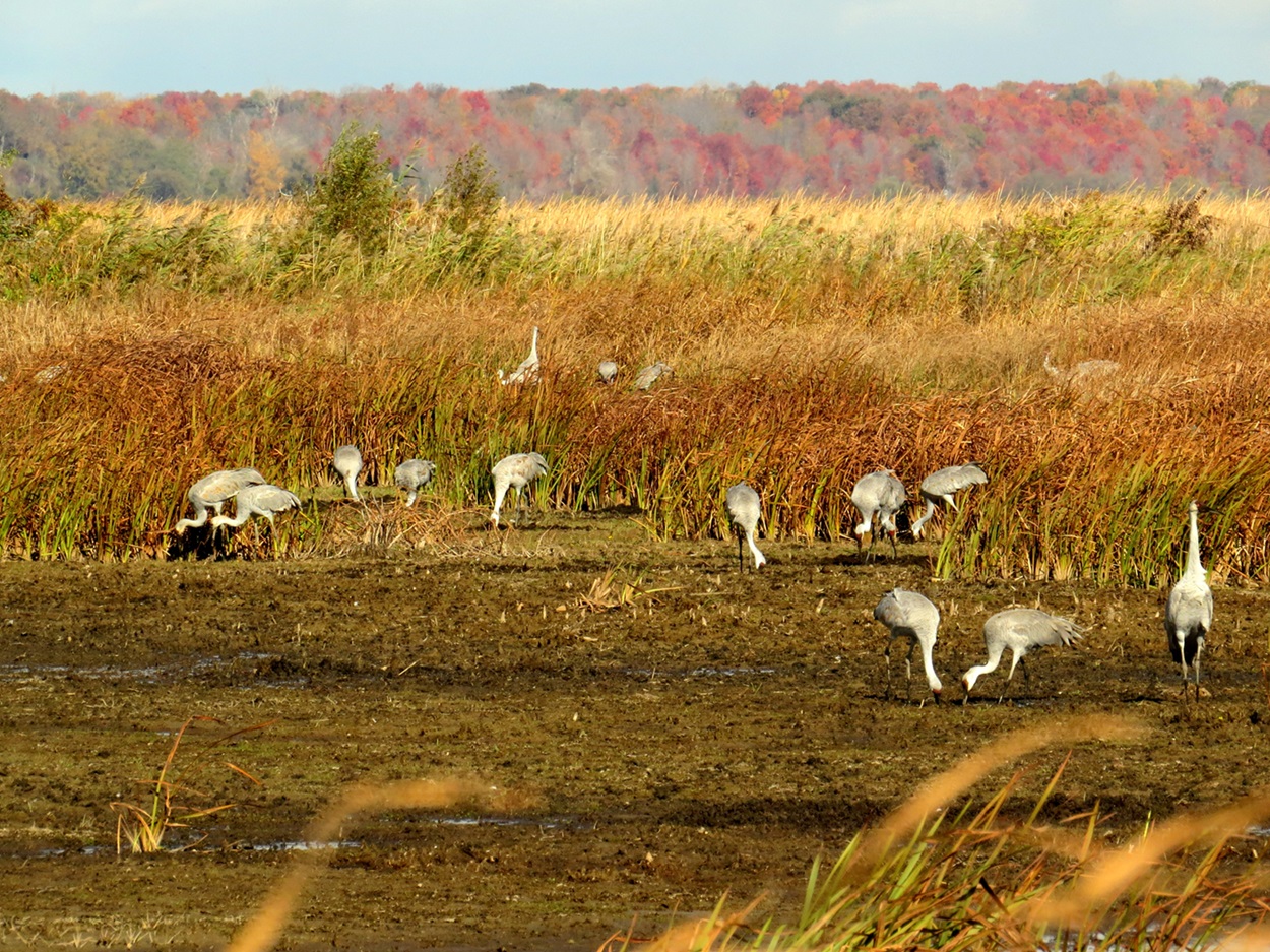 Sandhill Cranes at Long Point, October 2024 Many sandhill cranes in a wetland.