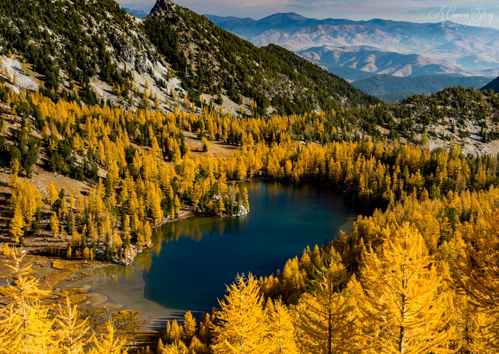 Yellow conifers amongst mountains.