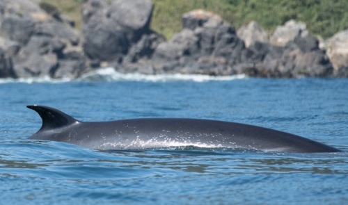Sei Whale Sei whale back and fin.