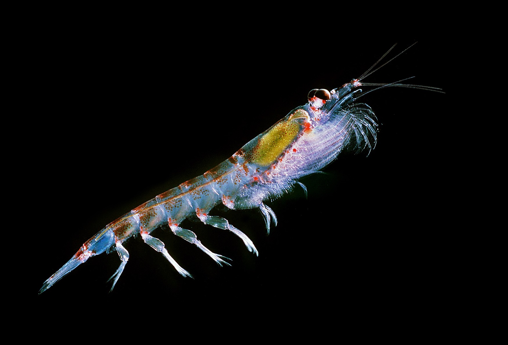 Krill Individual krill against a dark background