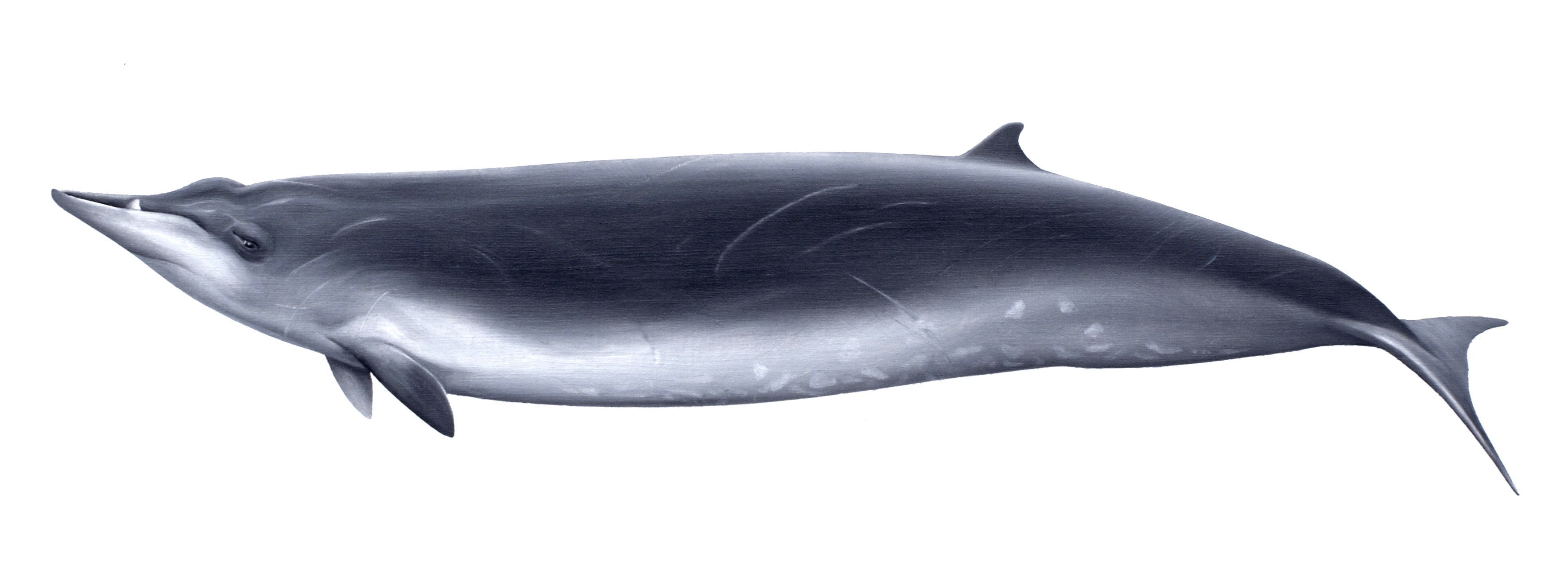Illustration of Sowerby’s Beaked Whale (male) Drawing of a streamlined grey whale with a small dorsal fin and a prominent bottom tooth.