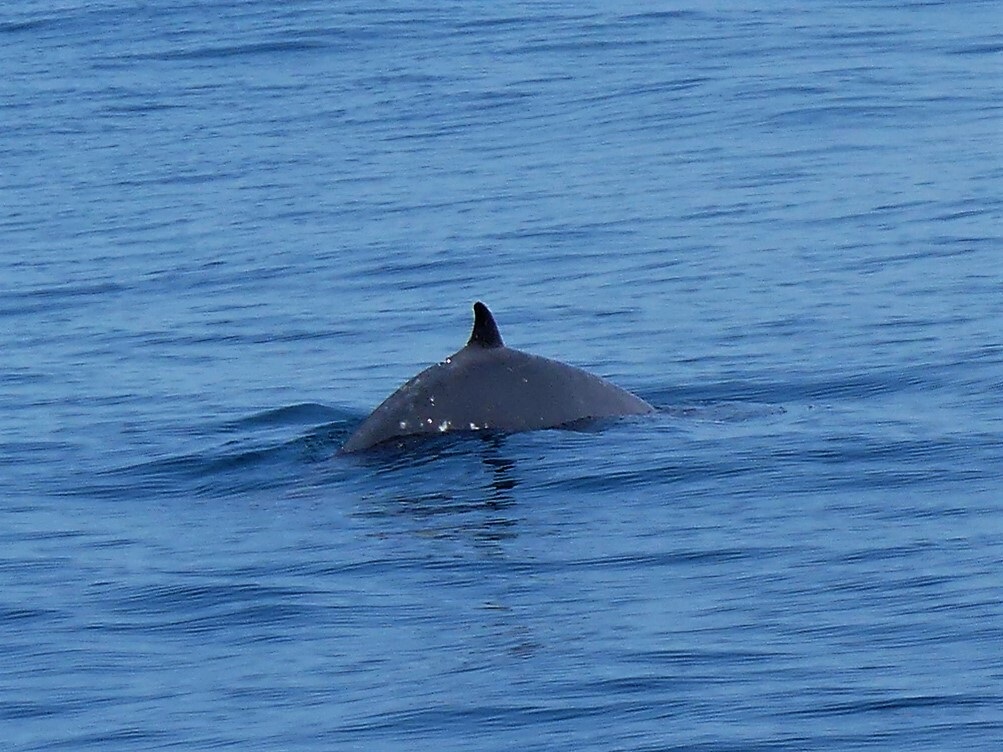 Dorsal Fin of a Sowerby’s Beaked Whale Dorsal fin of a grey whale peaking out above the water.