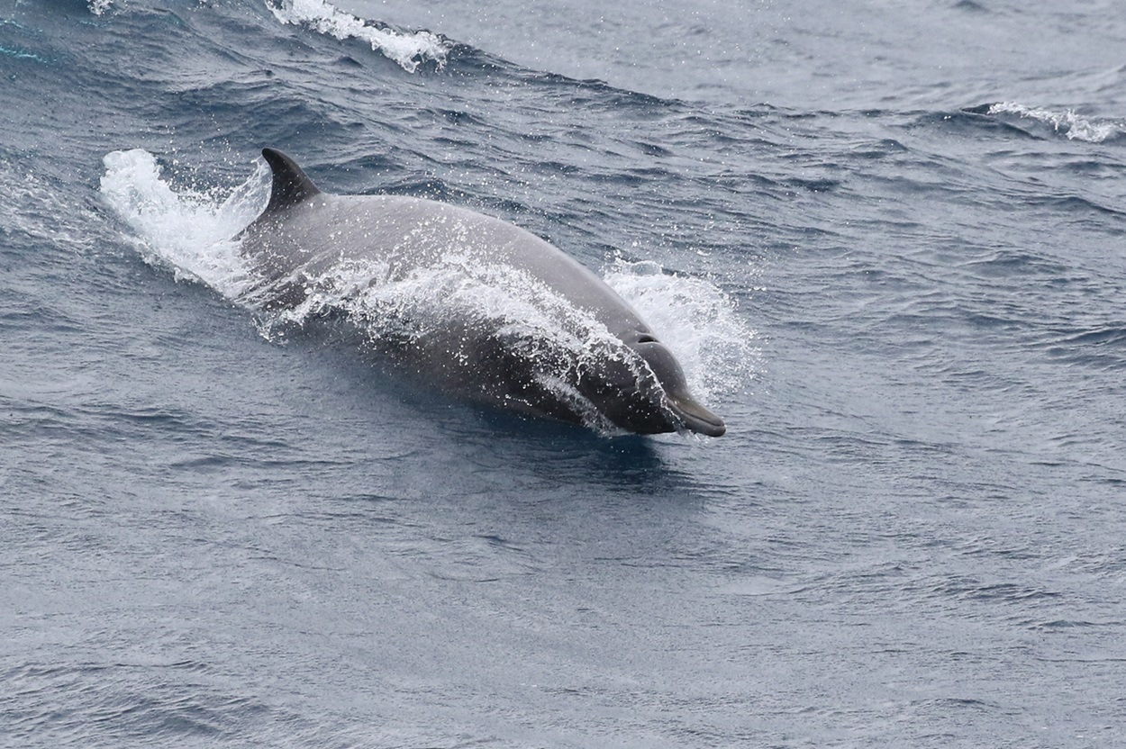 Sowerby’s Beaked Whale Grey whale cresting a wave.