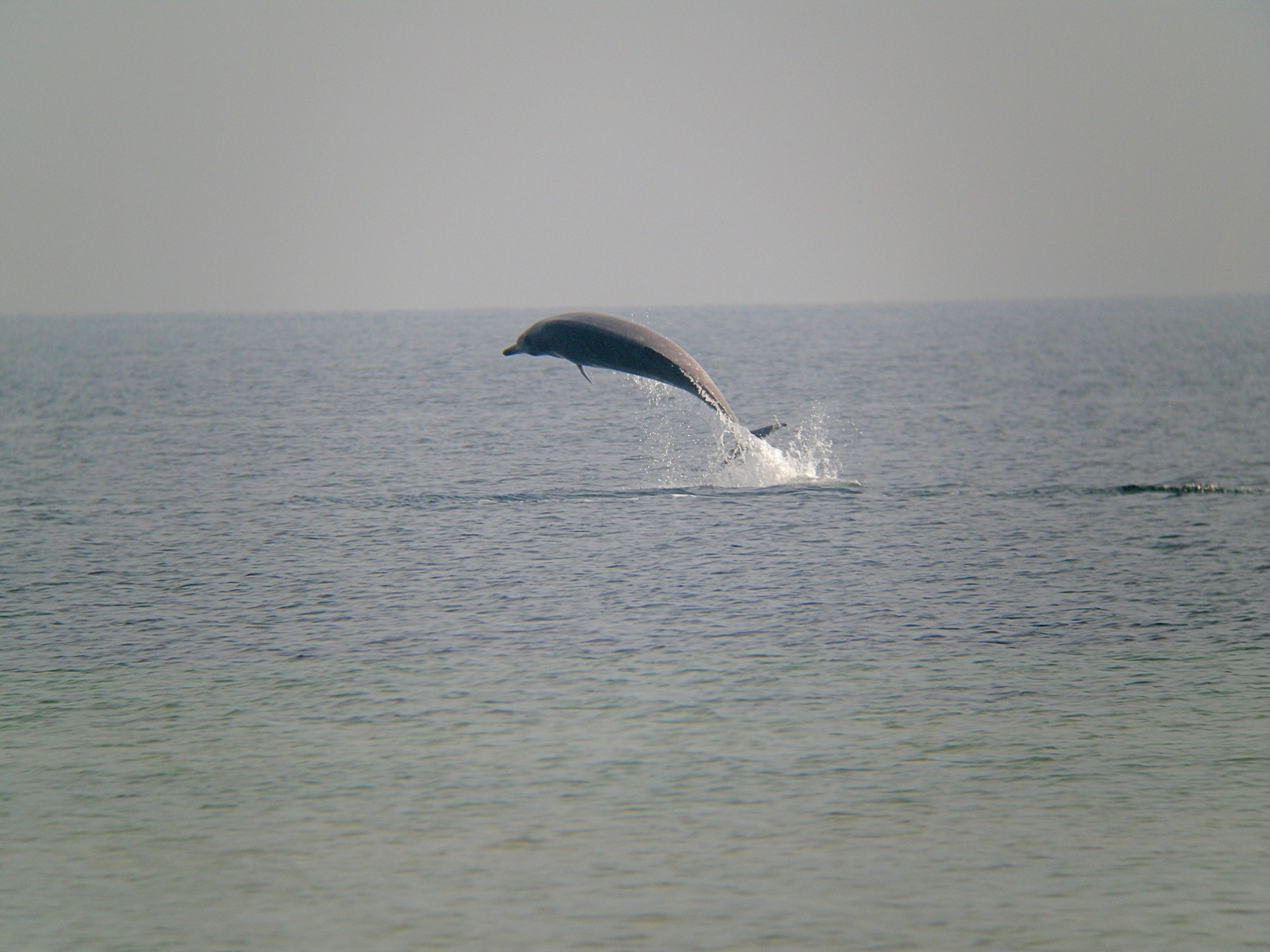 Sowerby’s Beaked Whale Jumping Streamlined grey whale jumping above the water.