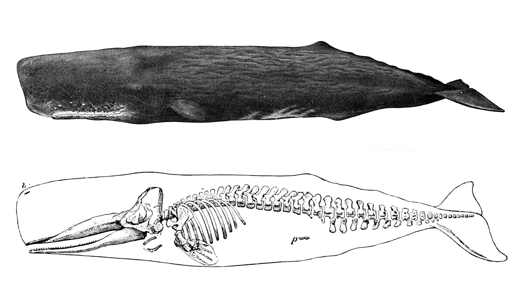 Sperm Whale Illustration Artwork of a sperm whale and a sperm whale skeleton.