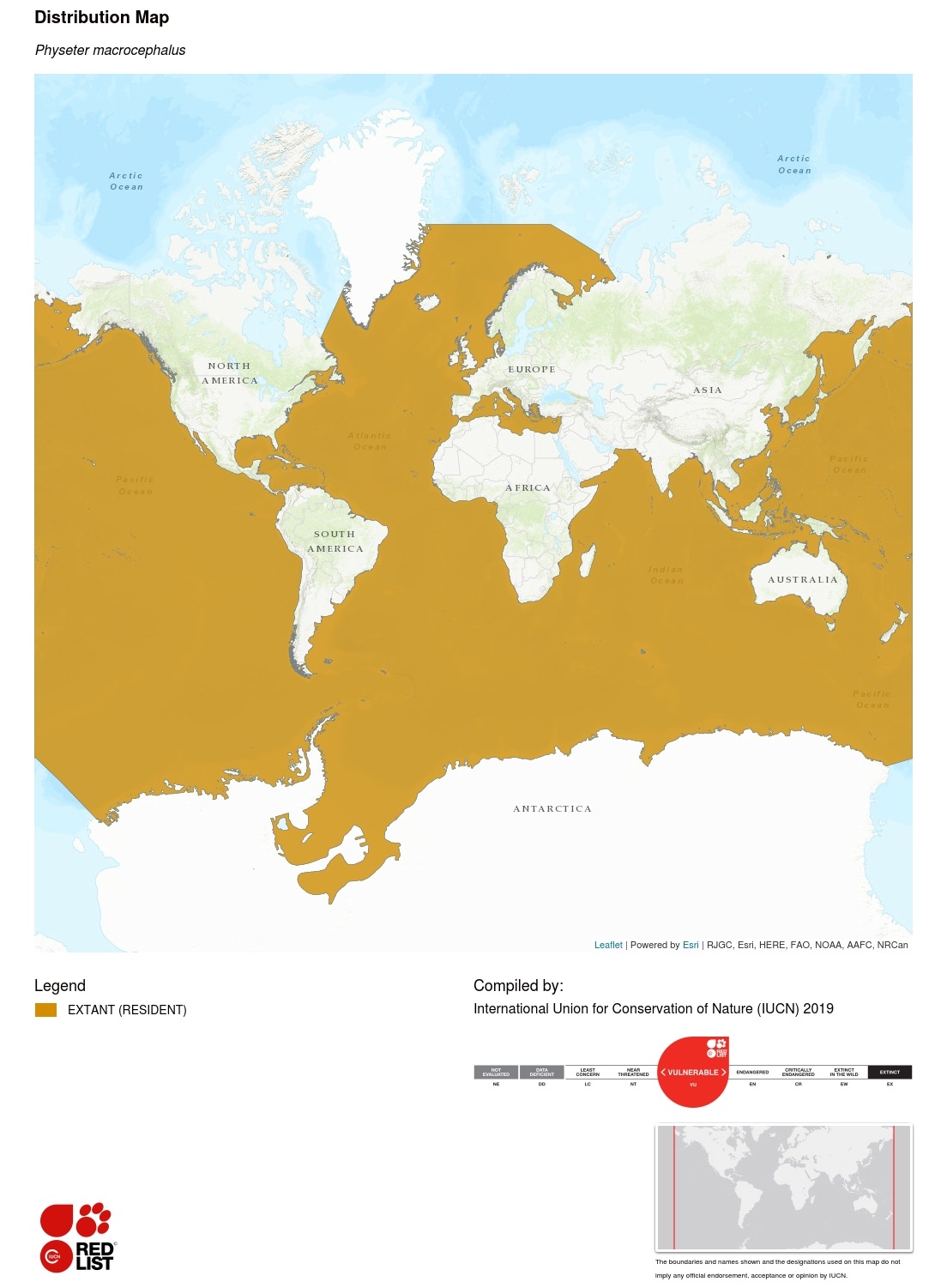 Sperm Whale Distribution Map of sperm whale’s distribution throughout most of the world’s oceans.