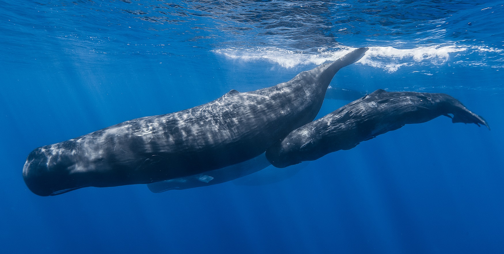 Sperm Whale Pod, Azores Two sperm whales, one smaller than the other, swimming.