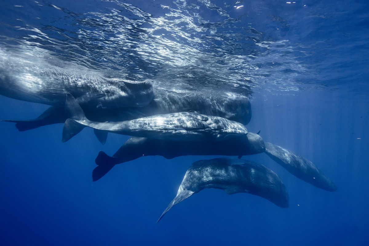 Sperm Whale Pod, Mauritius Pod of sperm whales near ocean’s surface.