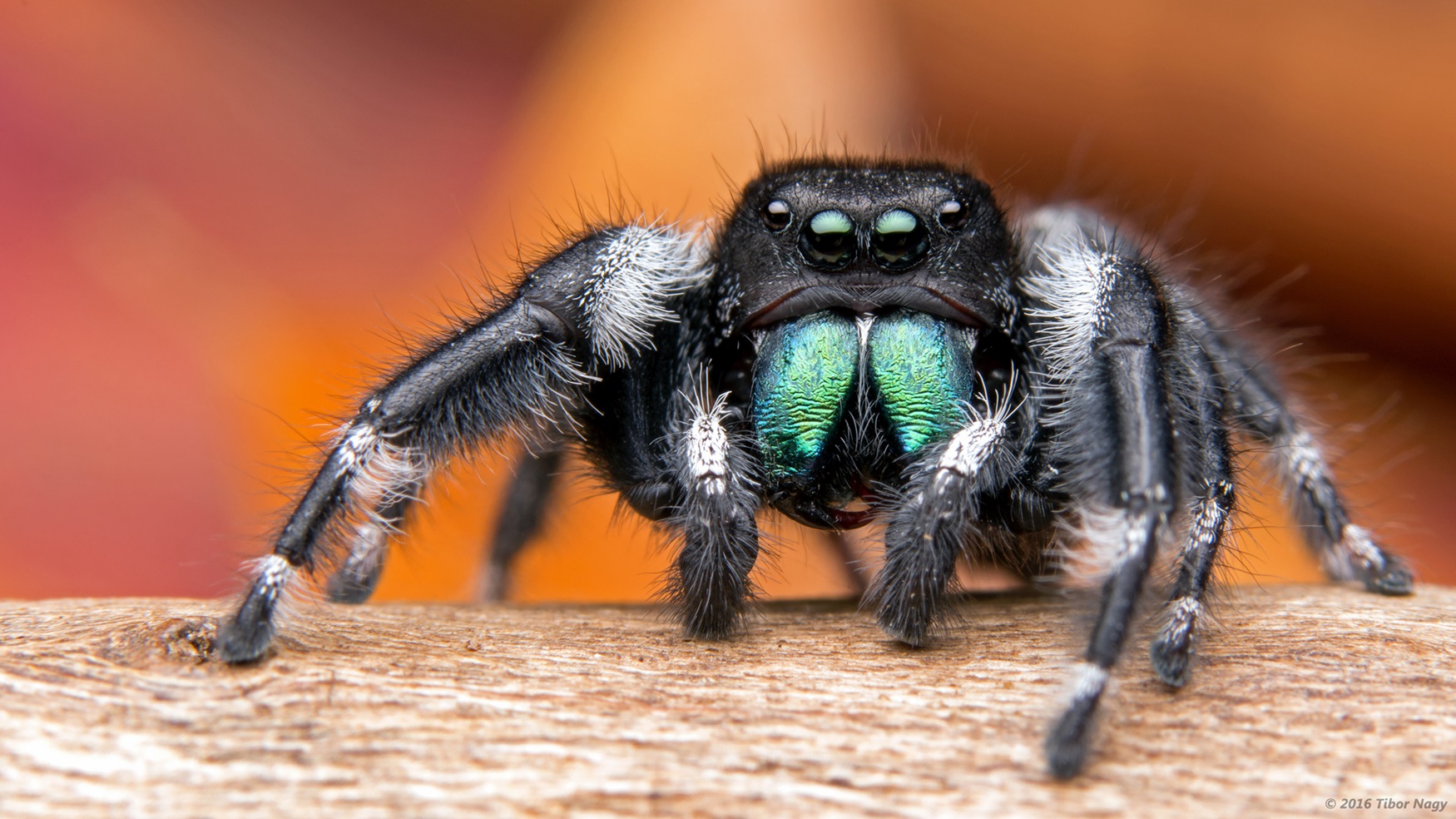 Bold Jumping Spider Black fuzzy spider on a branch.
