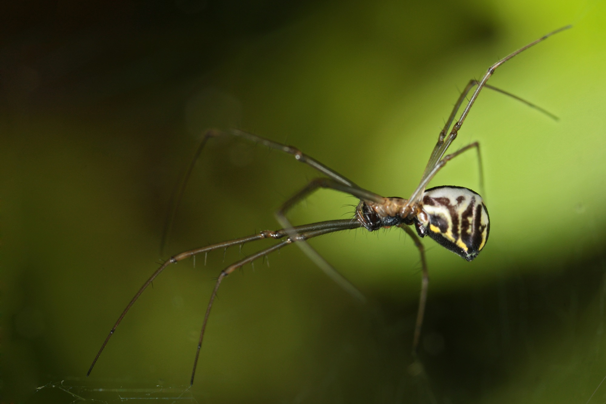 Filmy Dome Spider Long-legged spider.