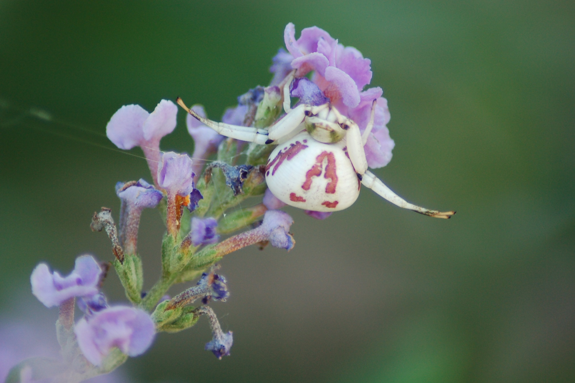 Goldenrod Crab Spider Beautiful white and pink spider on purple flower.