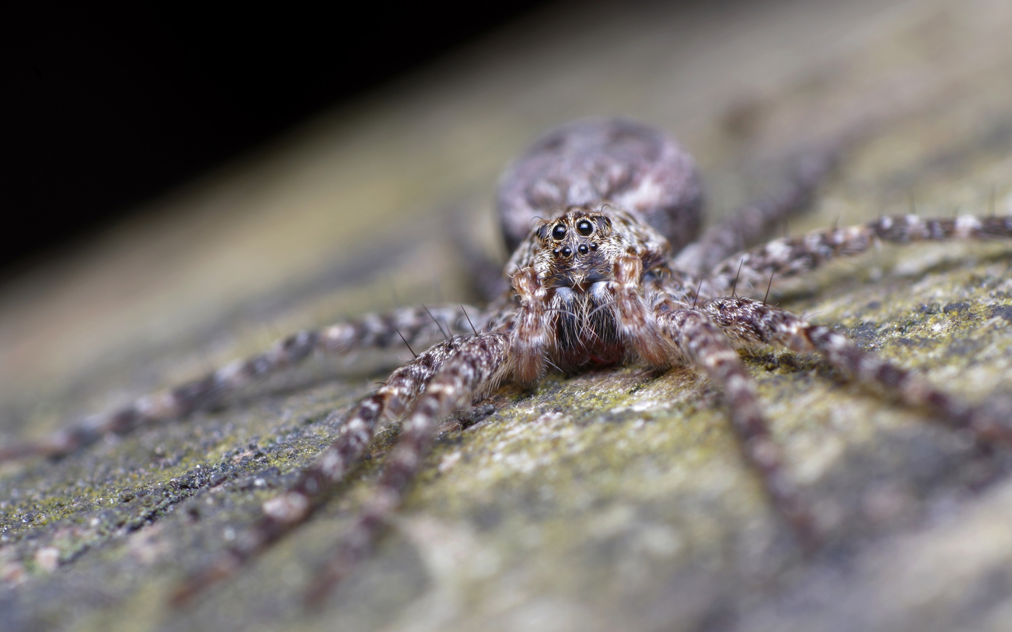 Dark fishing spider Large brown spider on a rock.