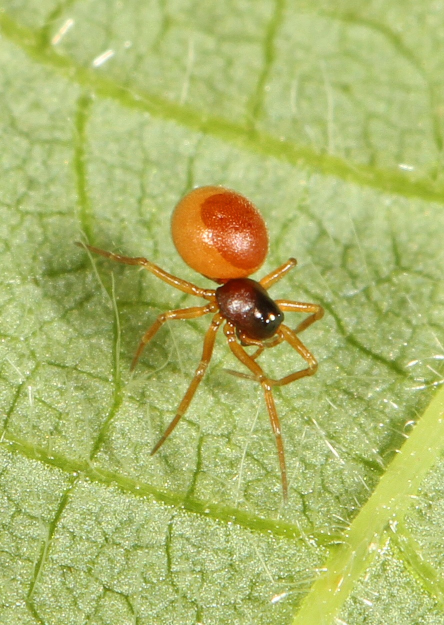 <p><em>Ceraticelus fissiceps</em></p> Tiny spider on a leaf.