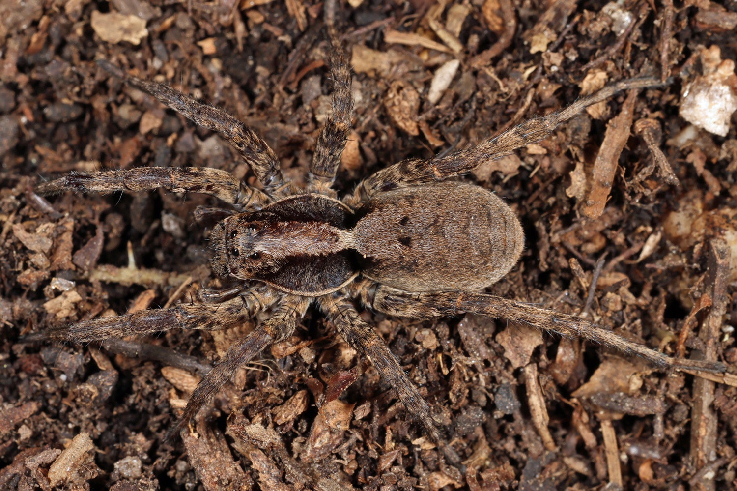 Forest Wolf Spider Large brown spider on the forest floor.
