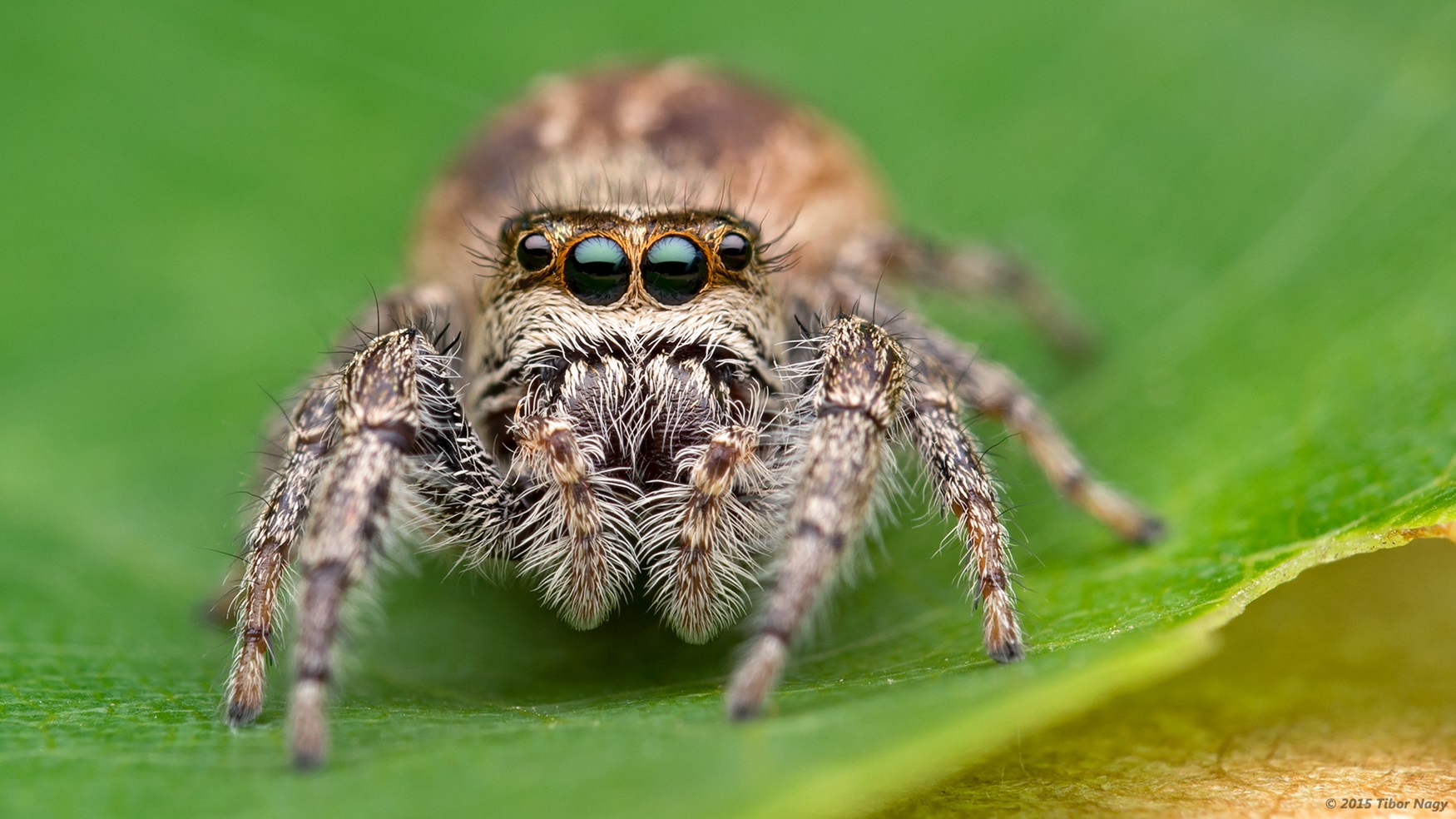 Female Bronze Jumping Spider Fuzzy brown spider on green leaf.