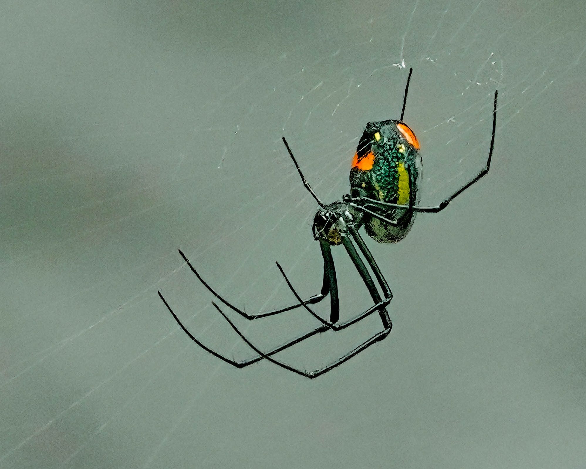 Orchard Orbweaver Spider on web.