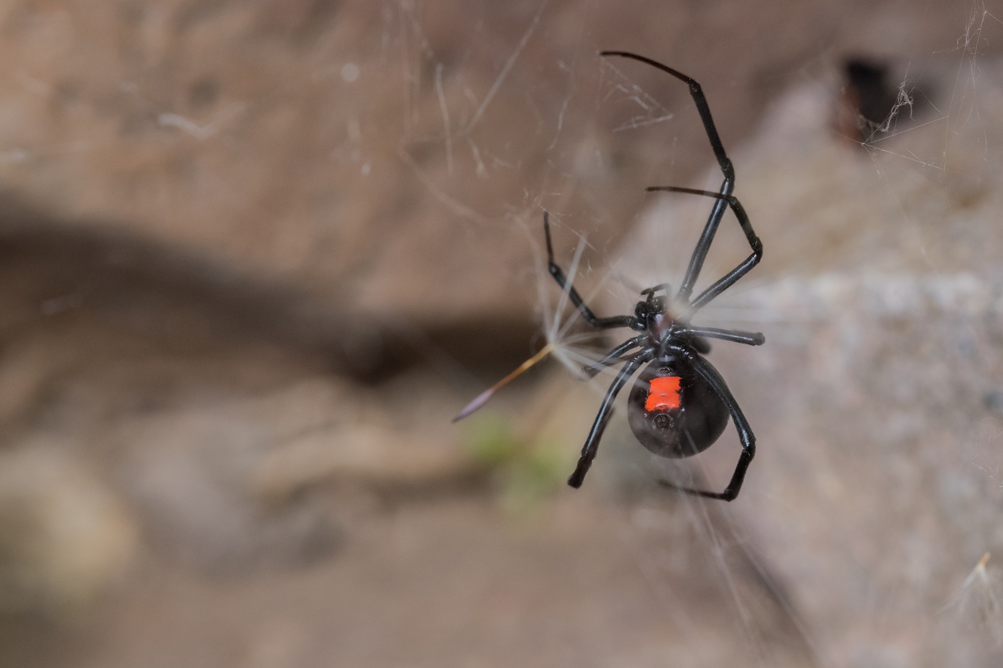 Western Black Widow Red hourglass shape on the abdomen of a black widow spider.