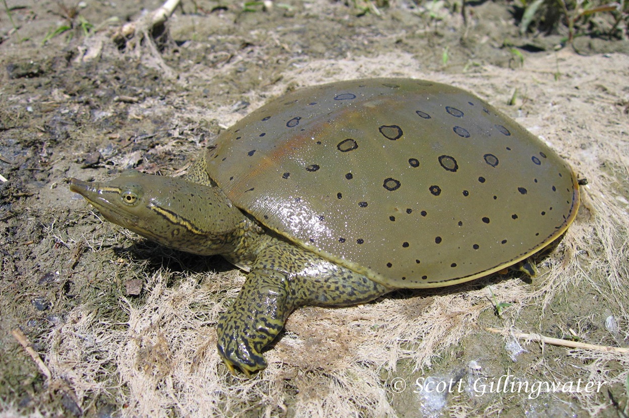 <p>Male Spiny Softshell (<em>Apalone spinifera</em>)</p> Turtle on mud and dead vegetation during the day.