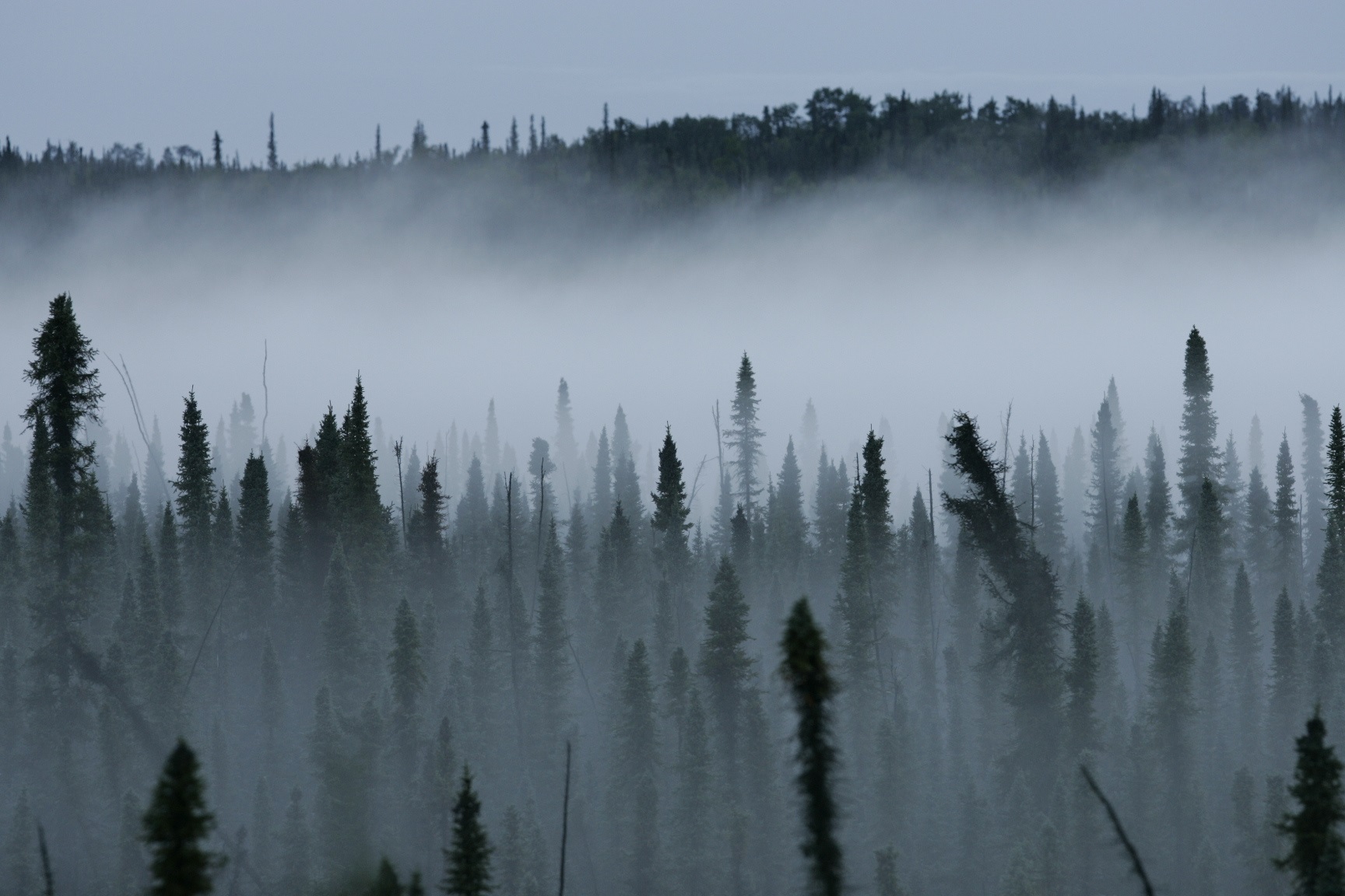 Misty Black Spruce Forest Misty forest landscape.